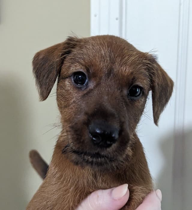 Meet our bright, bold, and beautiful Irish Terrier puppies! media 2