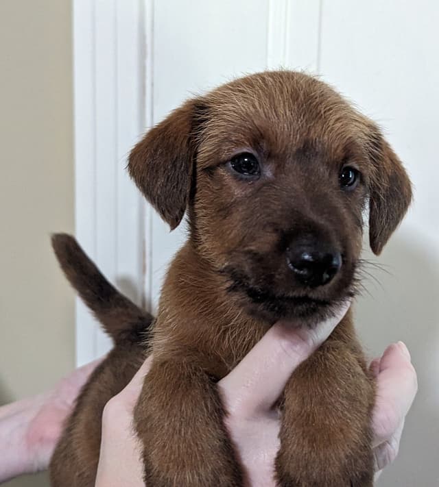 Meet our bright, bold, and beautiful Irish Terrier puppies! media 3