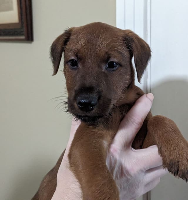 Meet our bright, bold, and beautiful Irish Terrier puppies! media 5