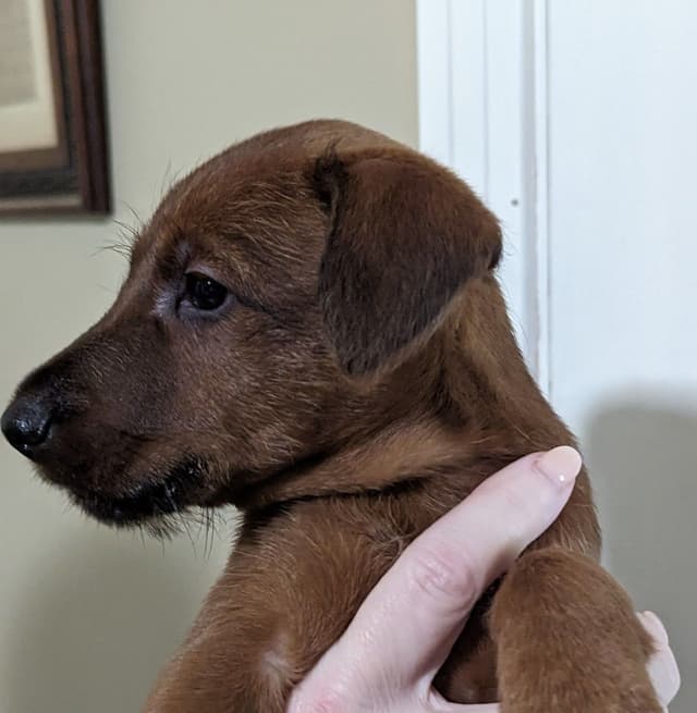 Meet our bright, bold, and beautiful Irish Terrier puppies! media 4