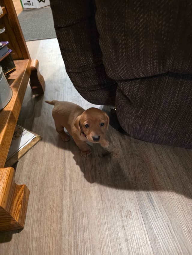 Dachshund Puppies media 2