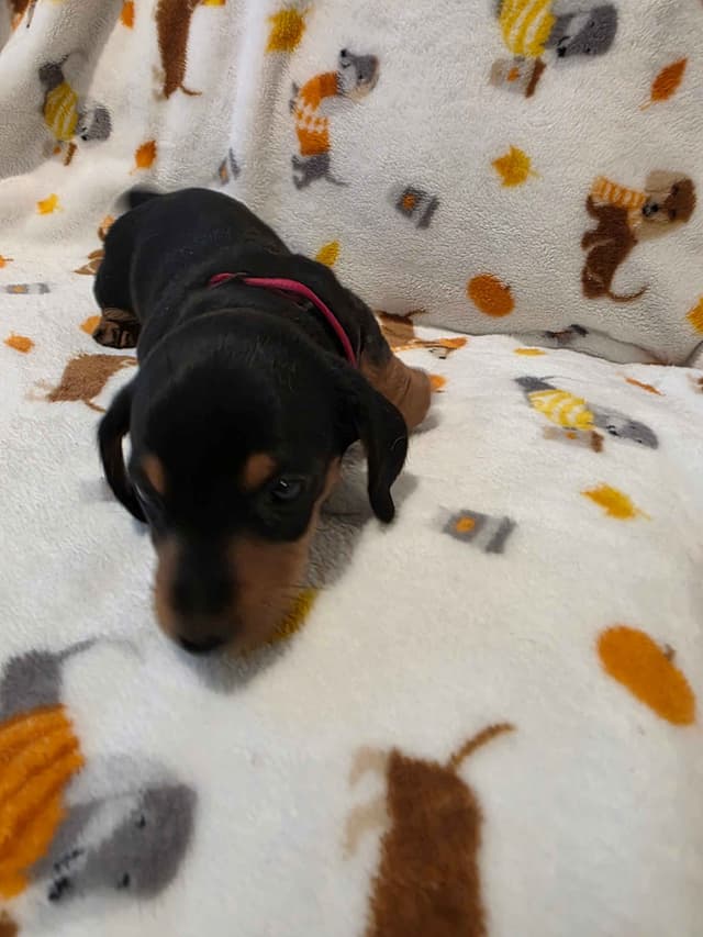 Dachshund Puppies media 3