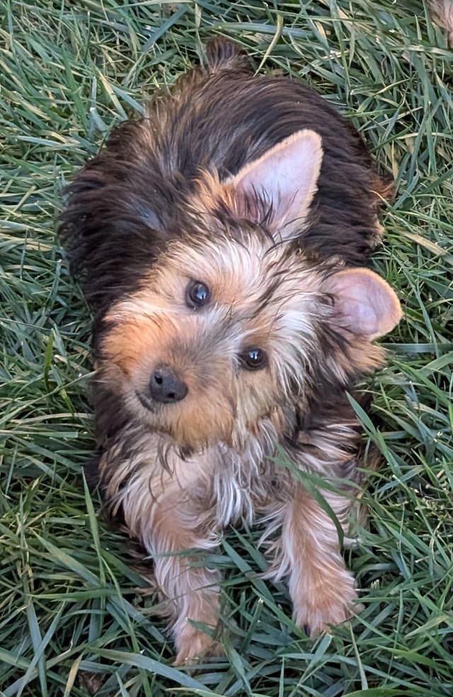 Silky Terrier Male puppy "Rango" media 6