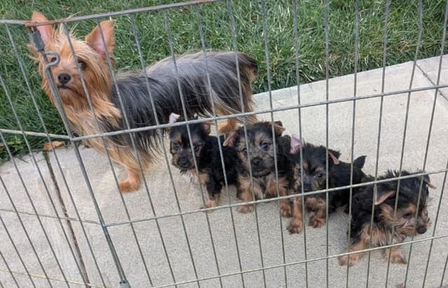 2 Males, both neutered, and 1 Female available media 6