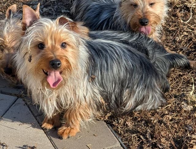 Silky Terrier Male puppy "Rango" media 2