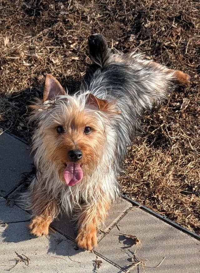 Silky Terrier Male puppy "Rango" media 4