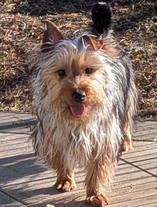 Silky Terrier Male puppy "Rango" media 5