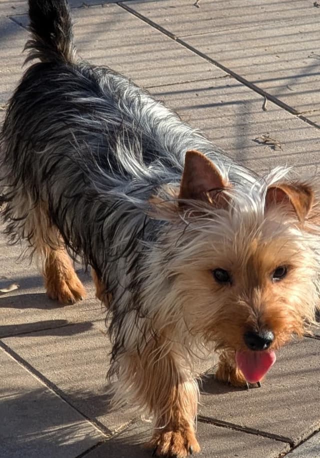 Silky Terrier Male puppy "Rango" media 3