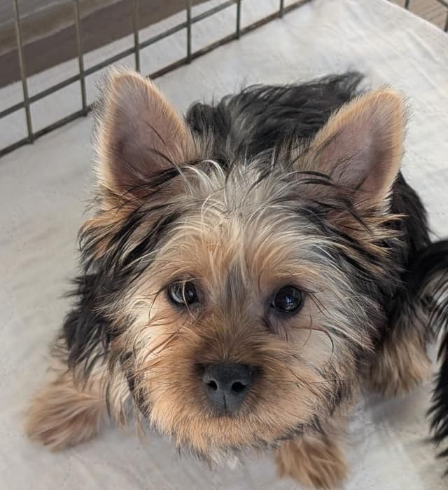 "Puff", Female puppy media 2