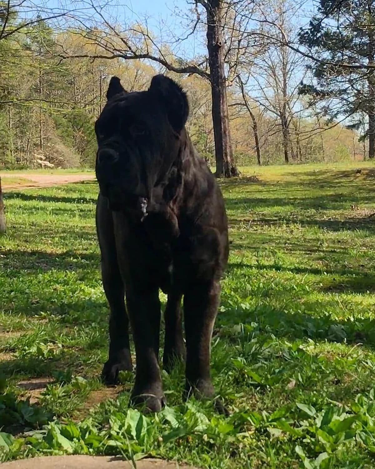 Cane Corso Puppies breeder image 9