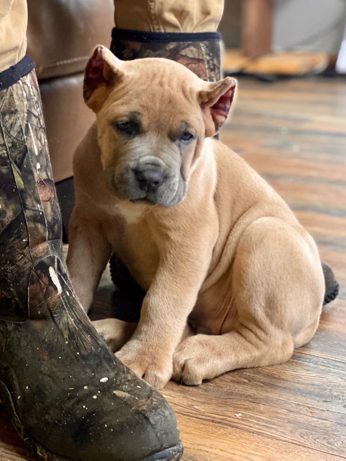 Cane Corso Puppies breeder image 10