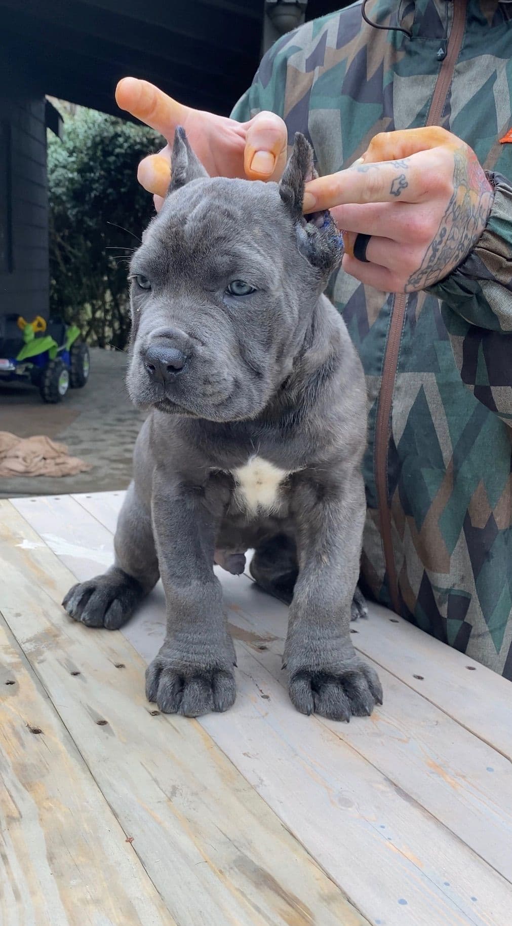 Cane Corso Puppies breeder image 5