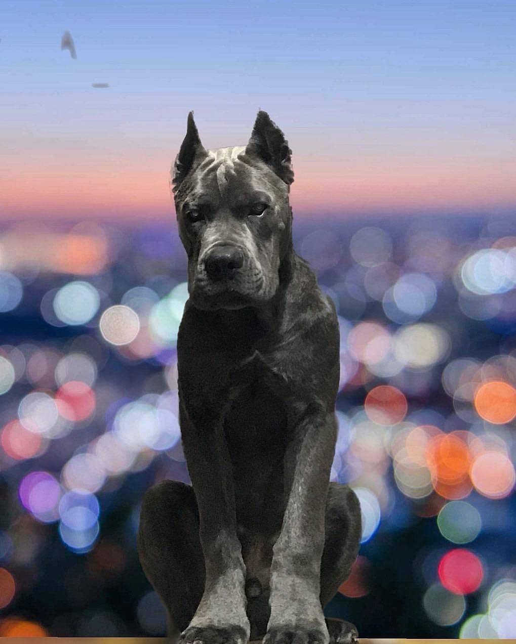 Cane Corso Puppies breeder image 13