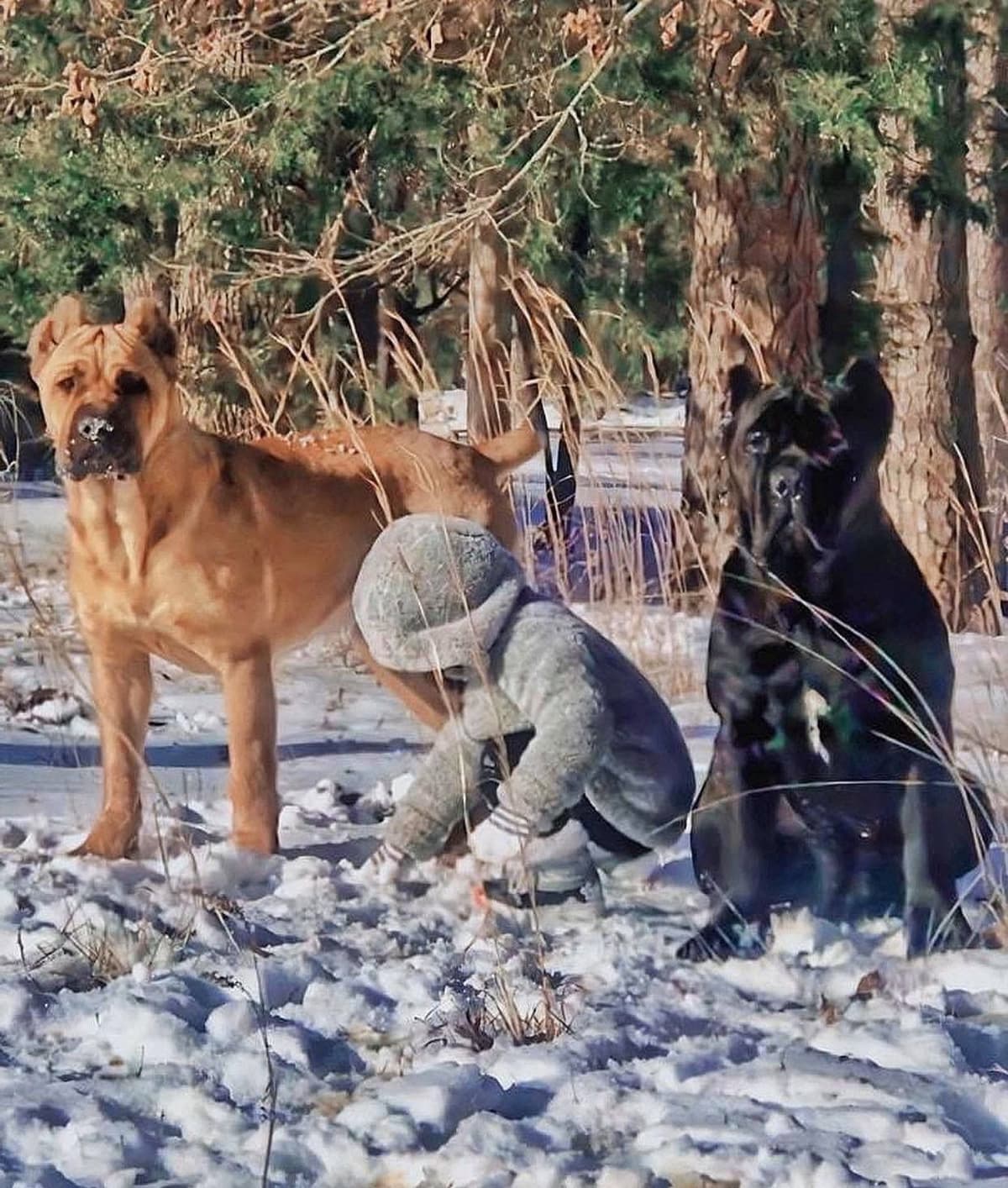Cane Corso Puppies breeder image 14