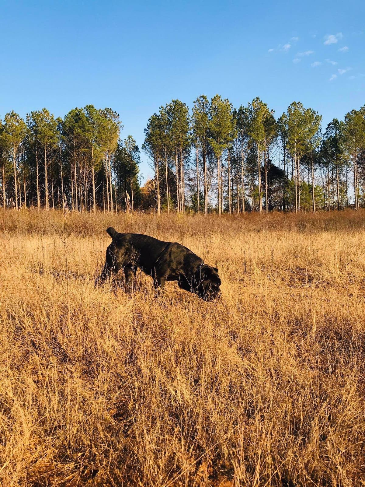 Cane Corso Puppies breeder image 15