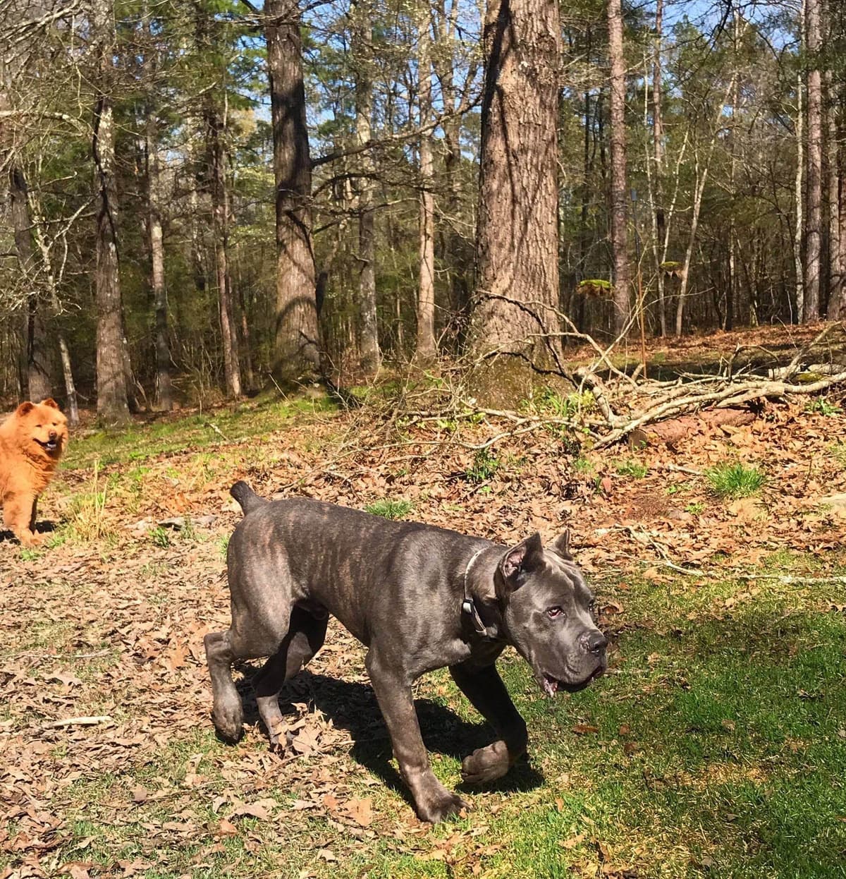 Cane Corso Puppies breeder image 16