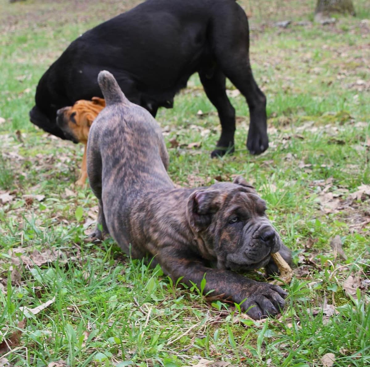 Cane Corso Puppies breeder image 18