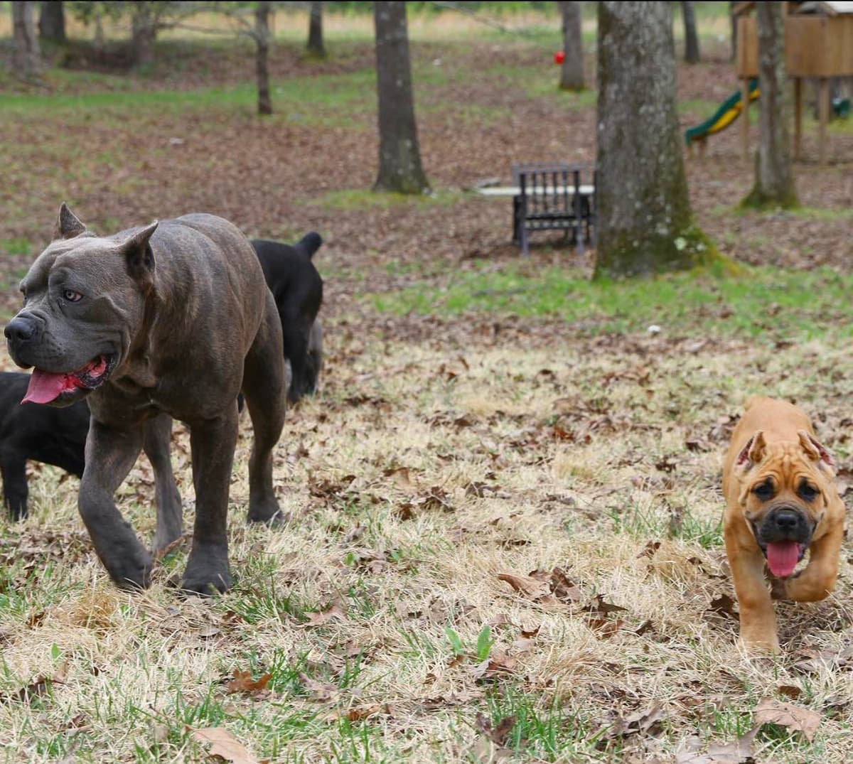 Cane Corso Puppies breeder image 19