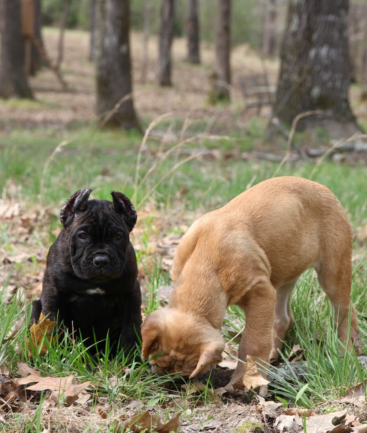 Cane Corso Puppies breeder image 21