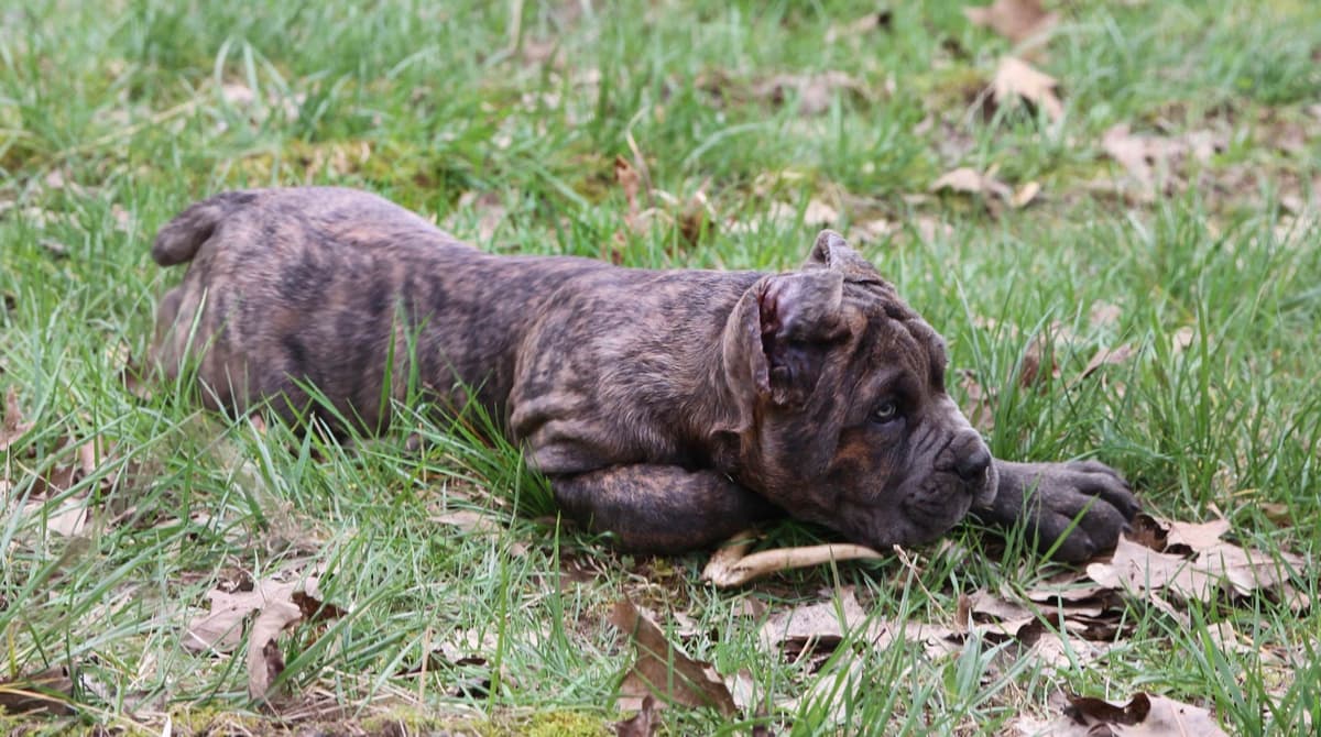 Cane Corso Puppies breeder image 22