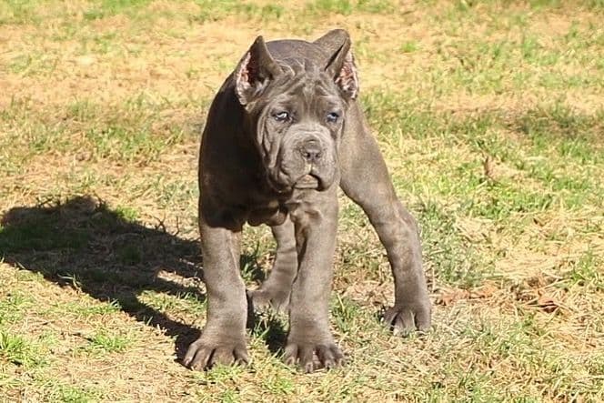 Cane Corso Puppies breeder image 6