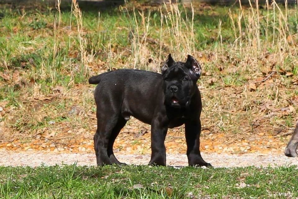 Cane Corso Puppies breeder image 25