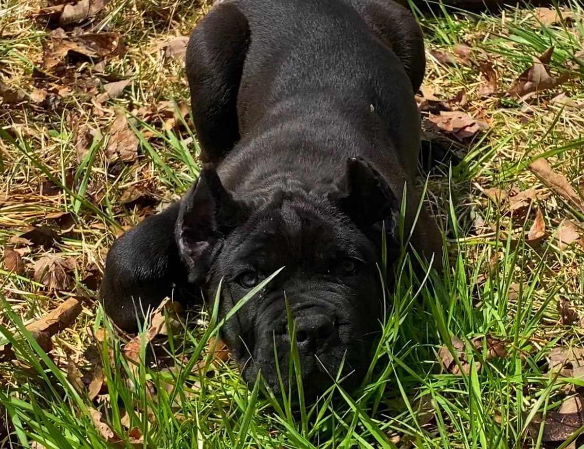 Cane Corso Puppies breeder image 24