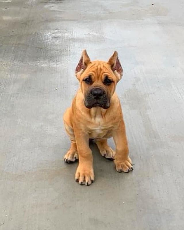 Cane Corso Puppies breeder image 26