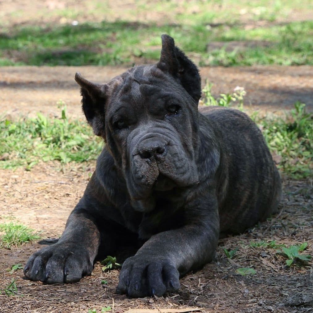 Cane Corso Puppies breeder image 3