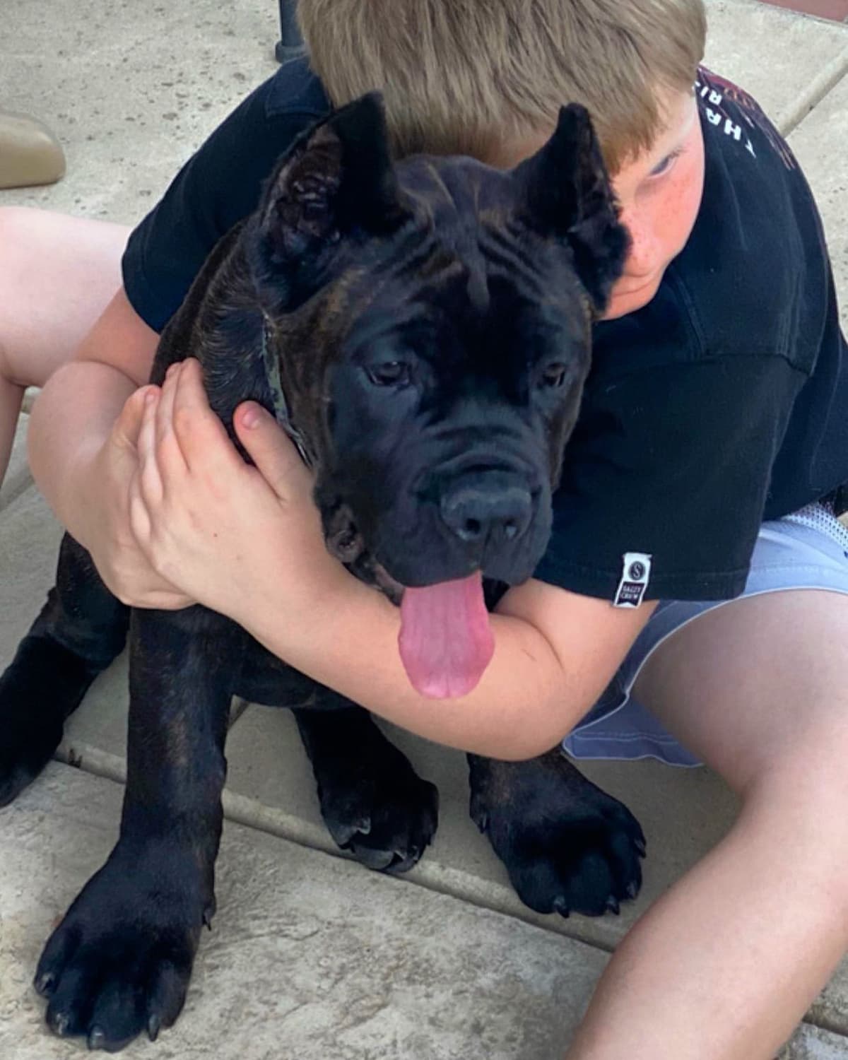 Cane Corso Puppies breeder image 28