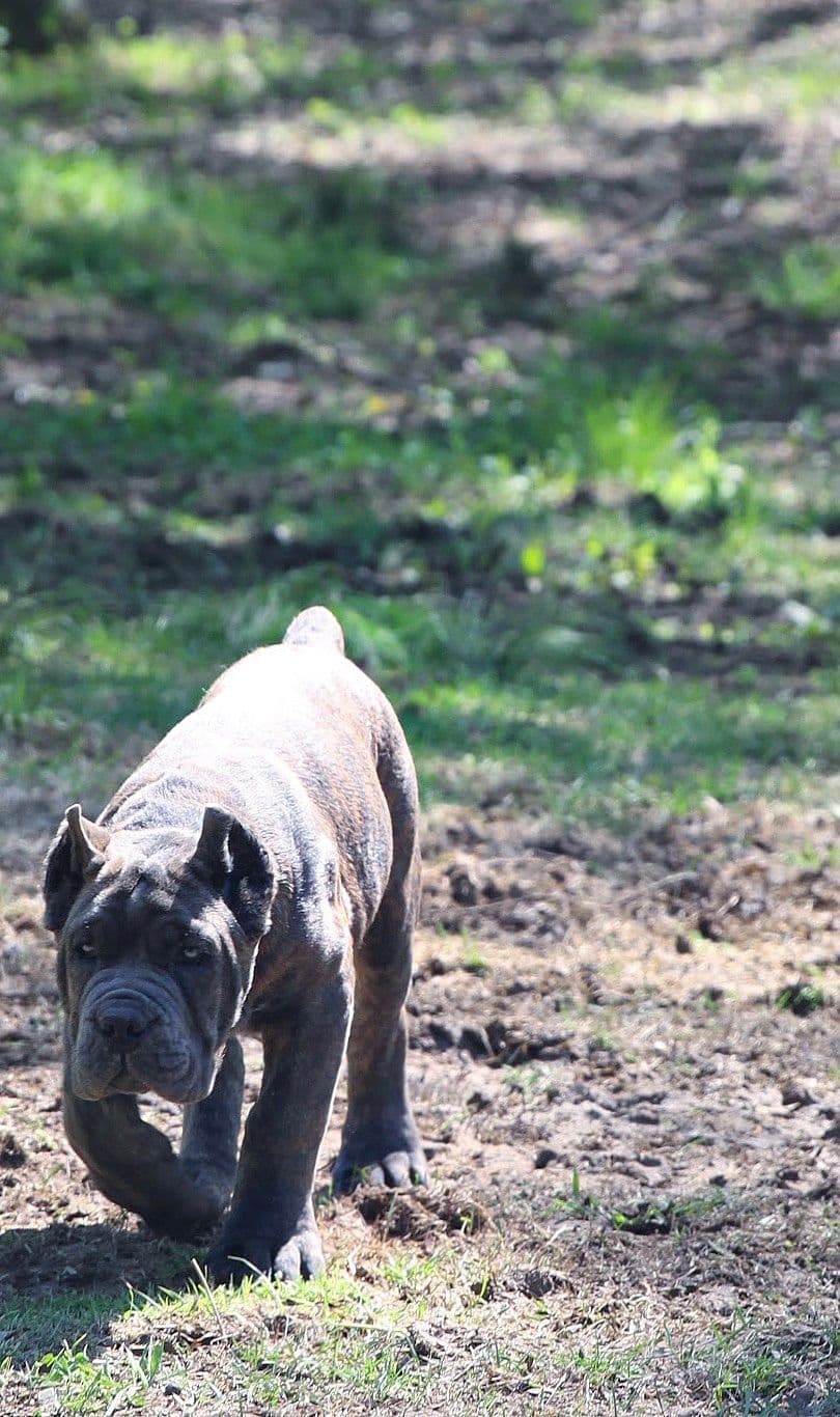 Cane Corso Puppies breeder image 29