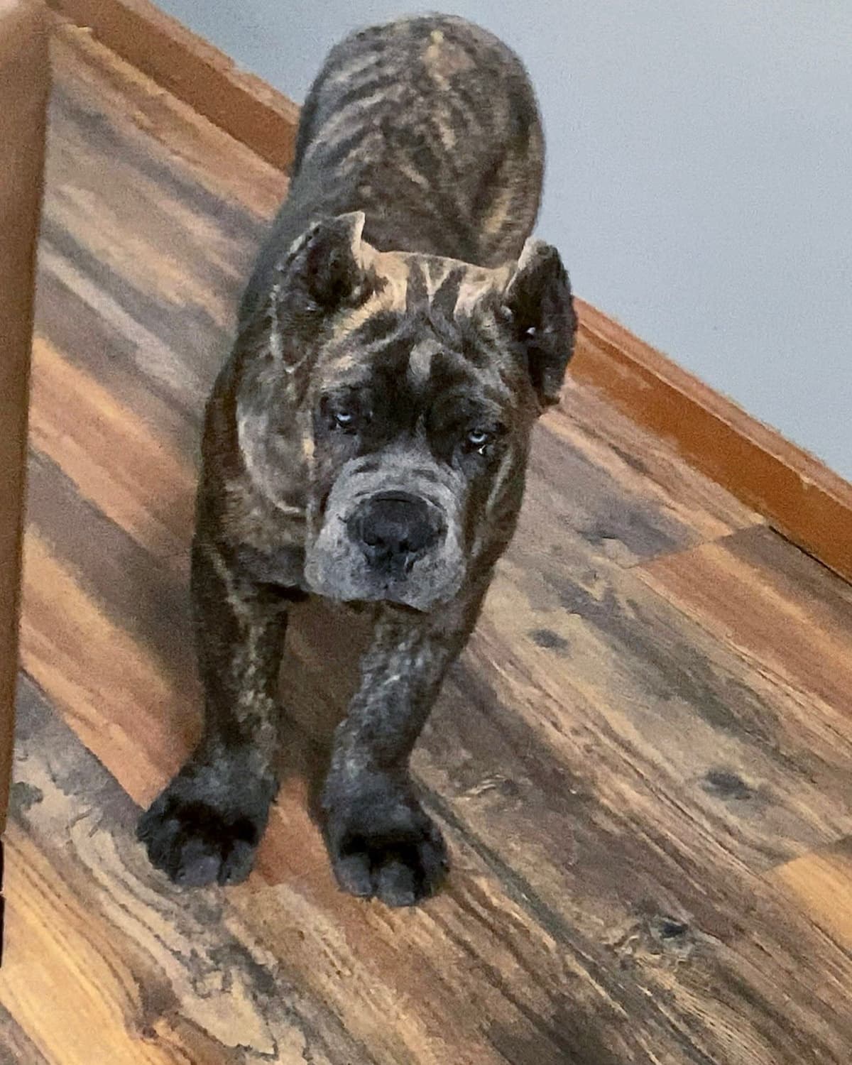 Cane Corso Puppies breeder image 30