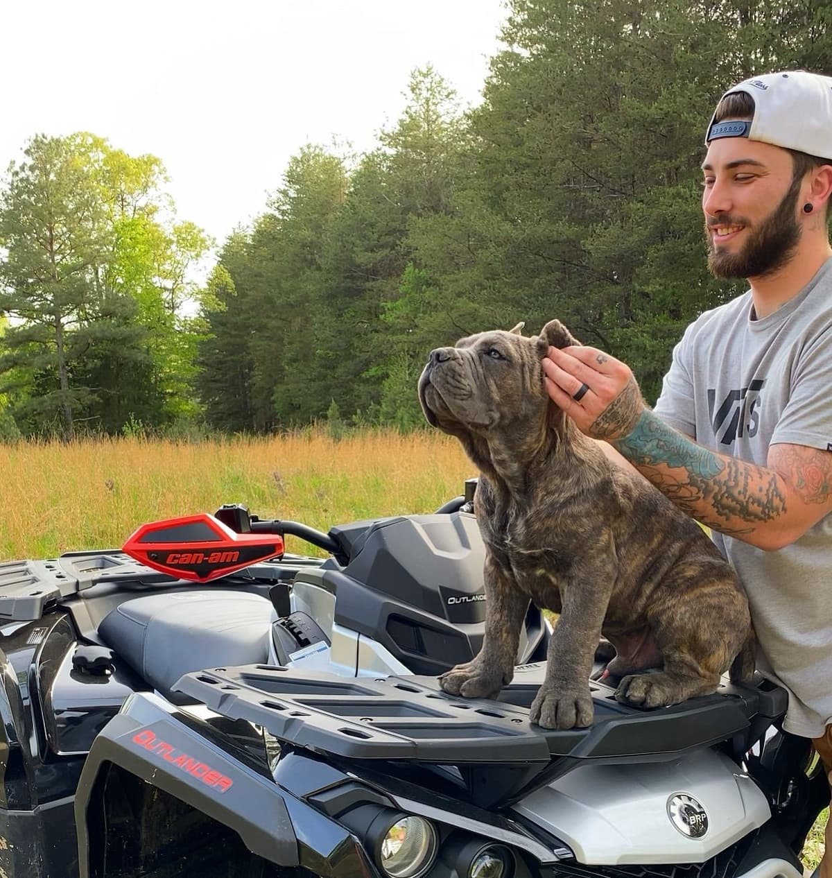 Cane Corso Puppies breeder image 31