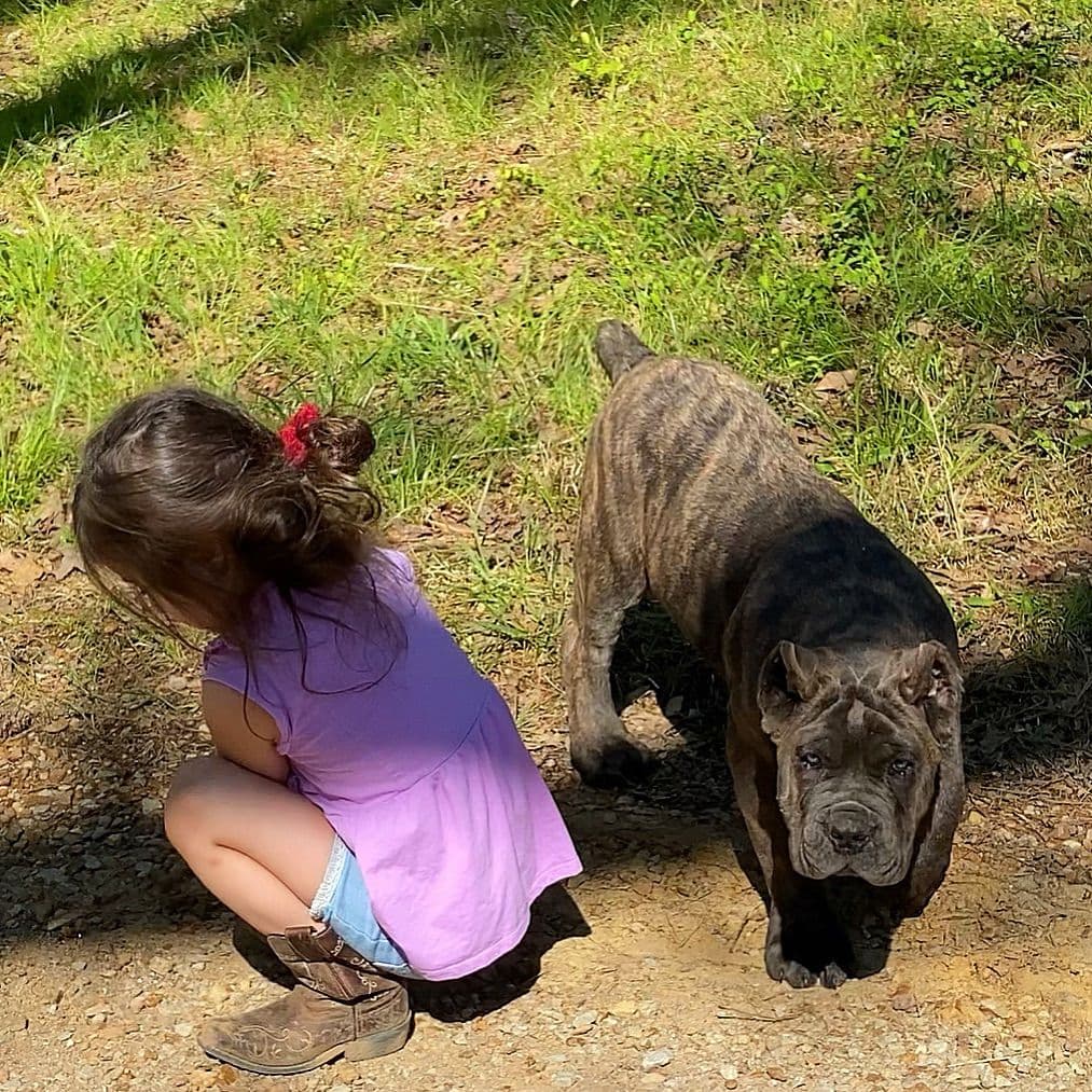Cane Corso Puppies breeder image 4