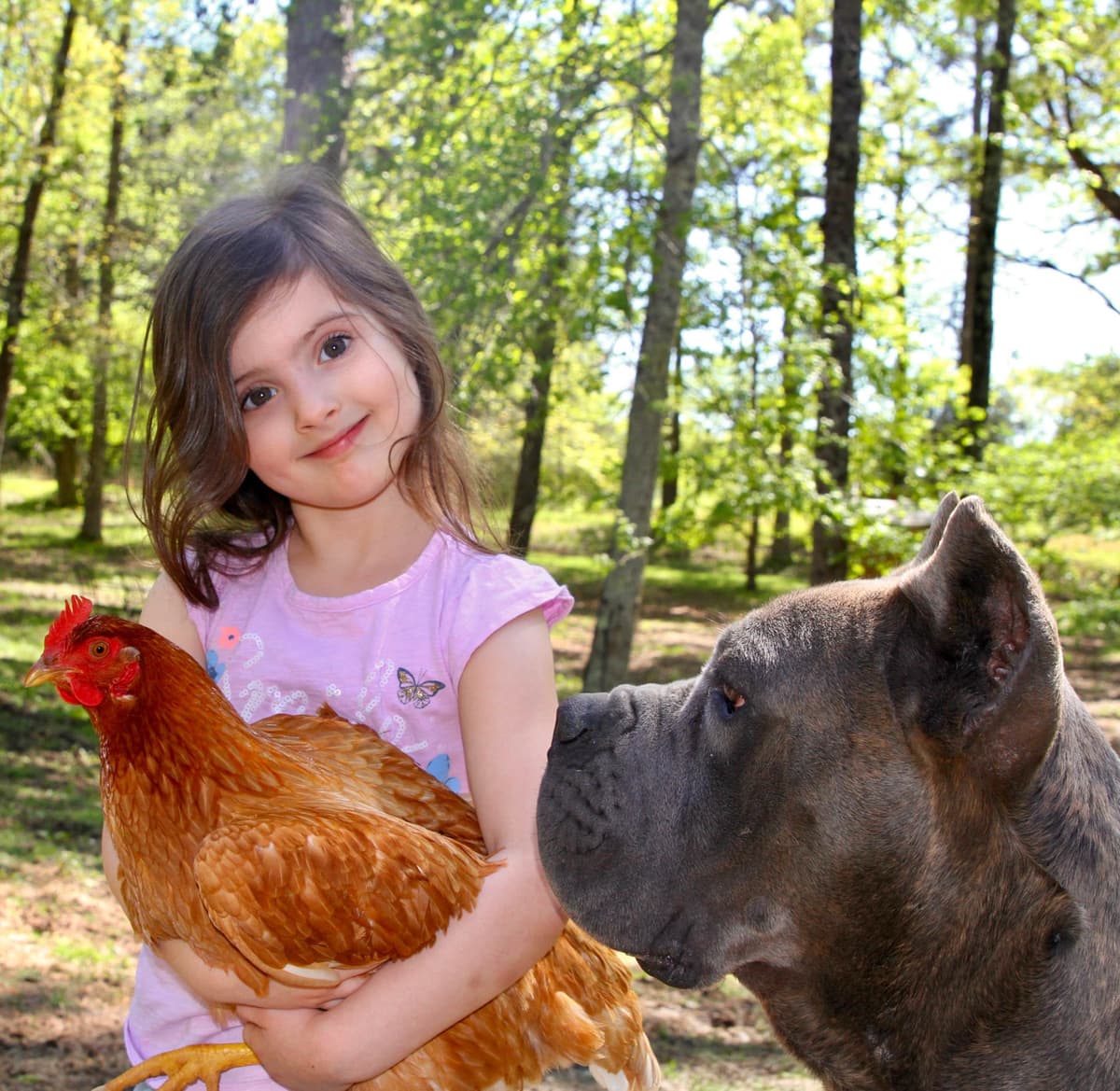 Cane Corso Puppies breeder image 32