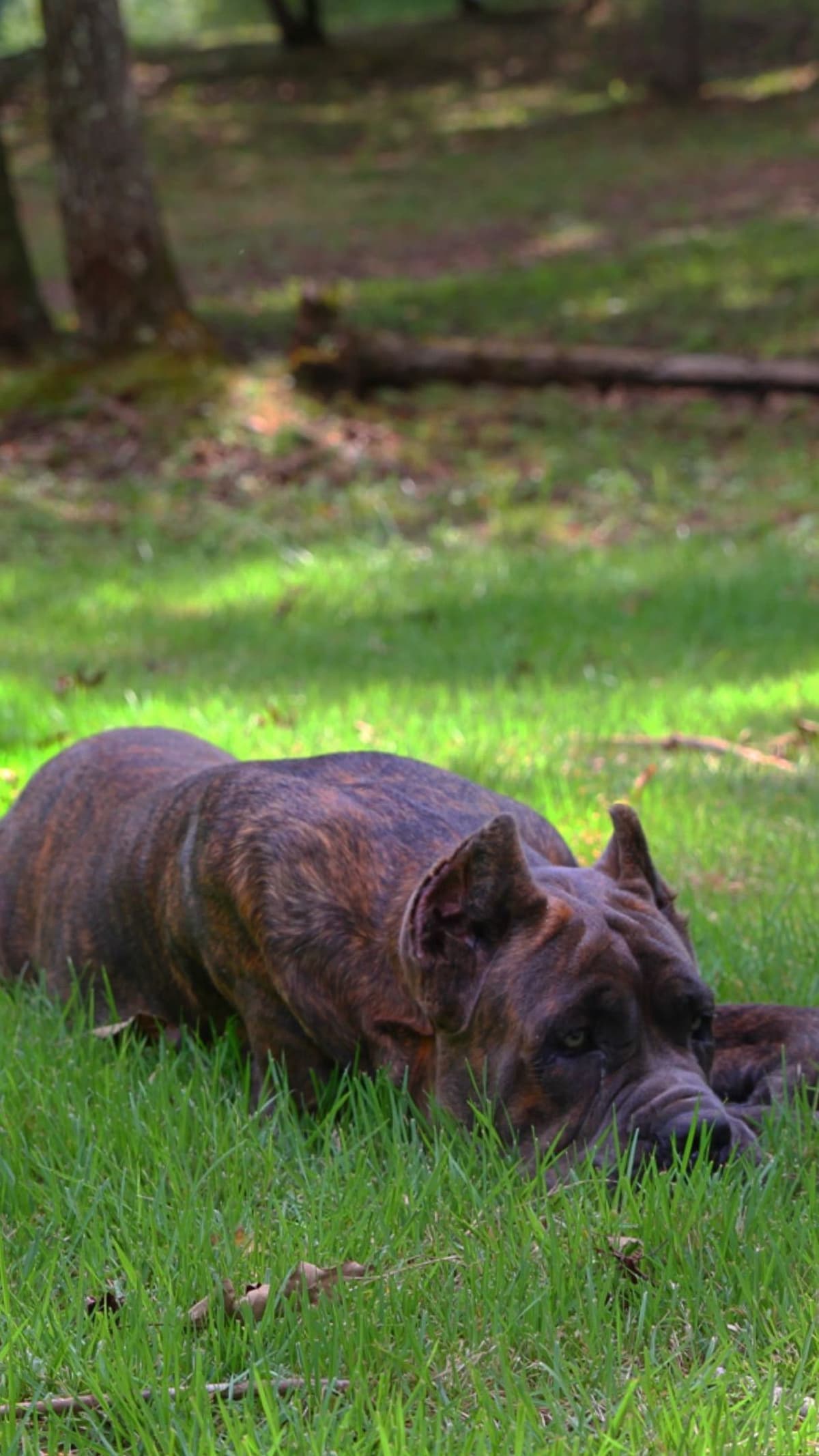 Cane Corso Puppies breeder image 35