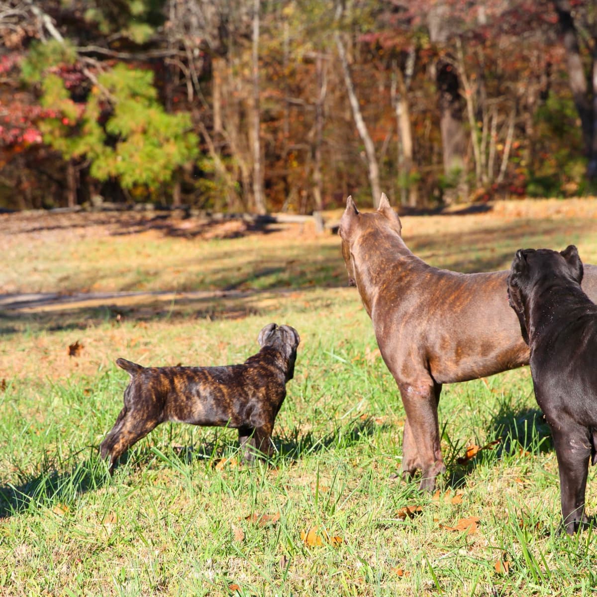 Cane Corso Puppies breeder image 36