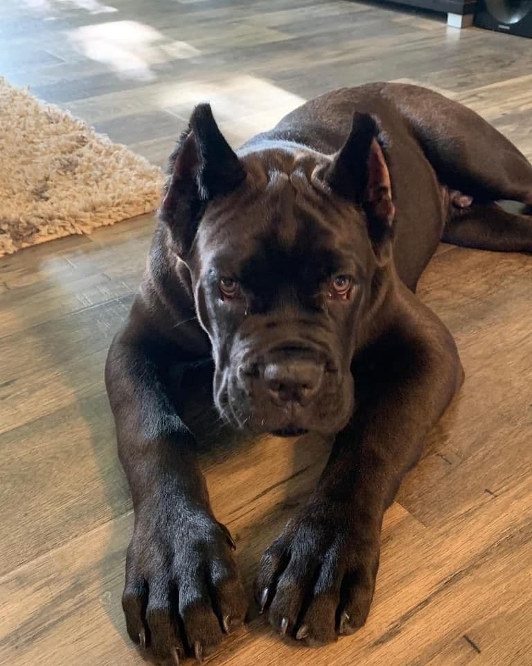 Cane Corso Puppies breeder image 37