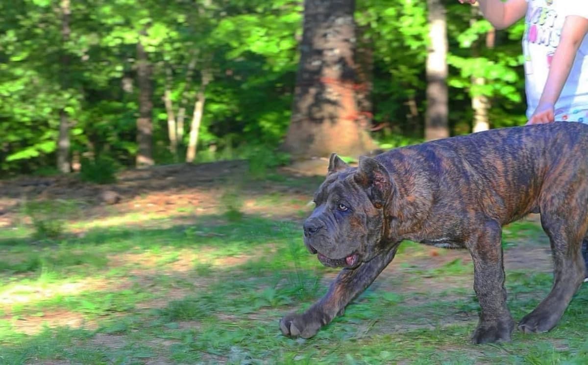 Cane Corso Puppies breeder image 40