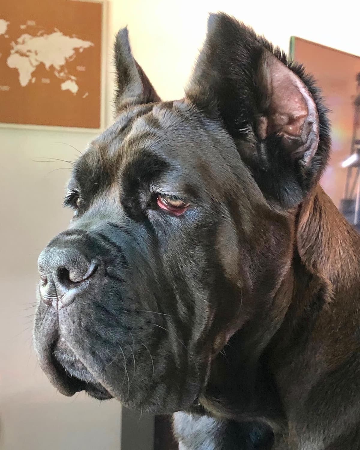 Cane Corso Puppies breeder image 45