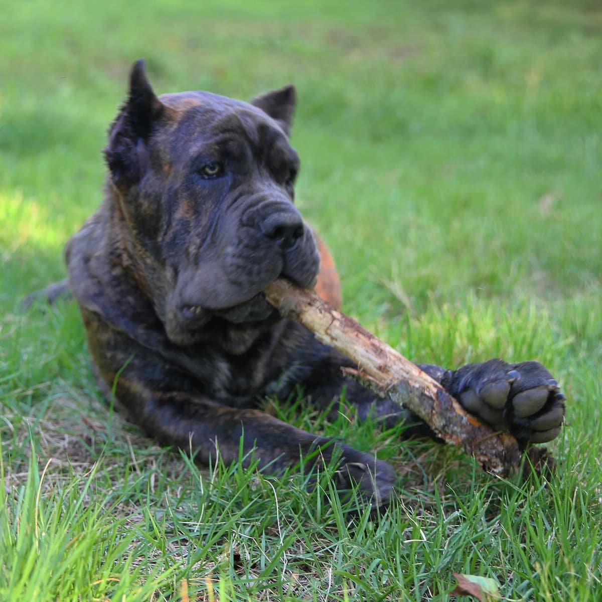Cane Corso Puppies breeder image 46