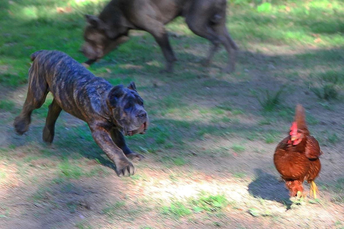 Cane Corso Puppies breeder image 47