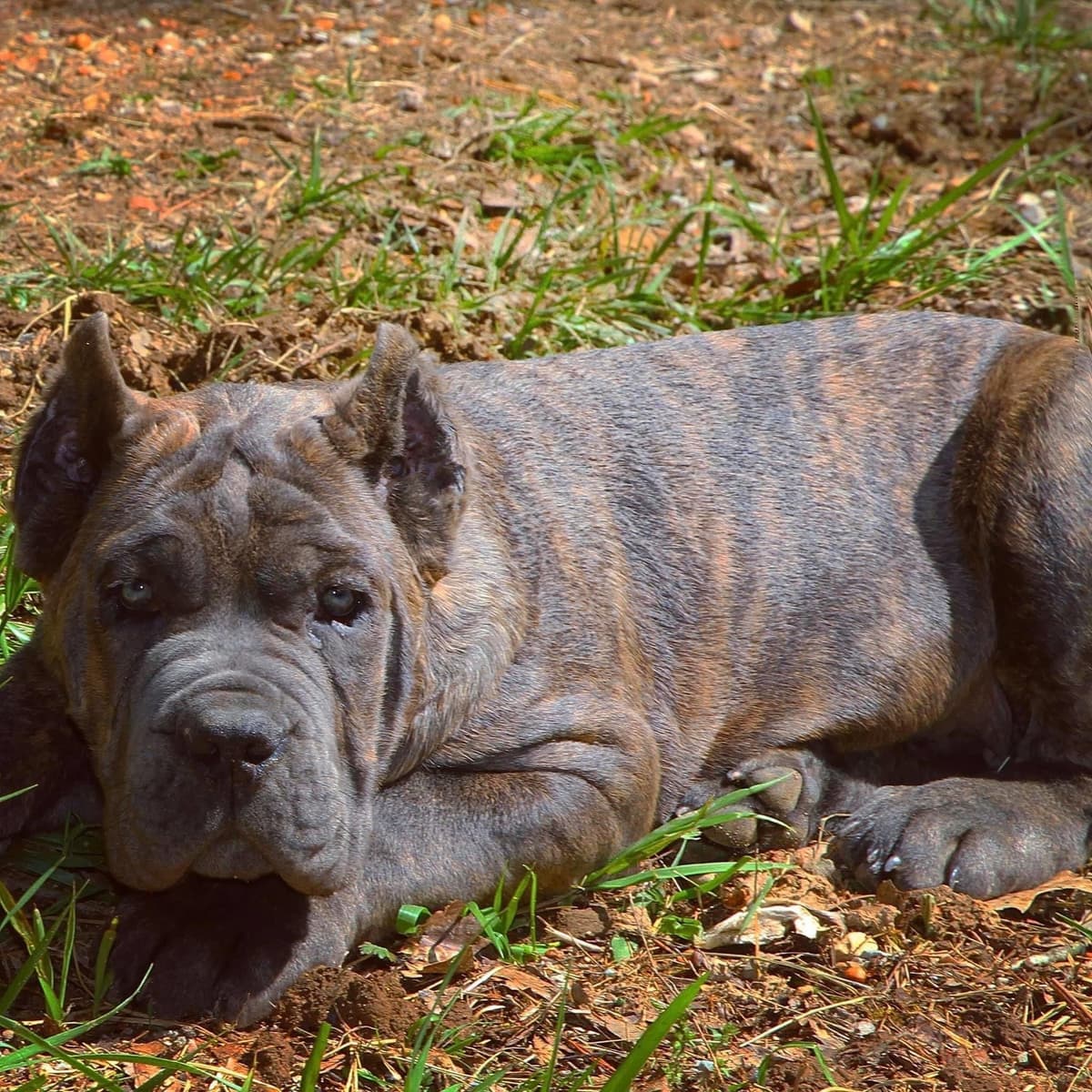 Cane Corso Puppies breeder image 48