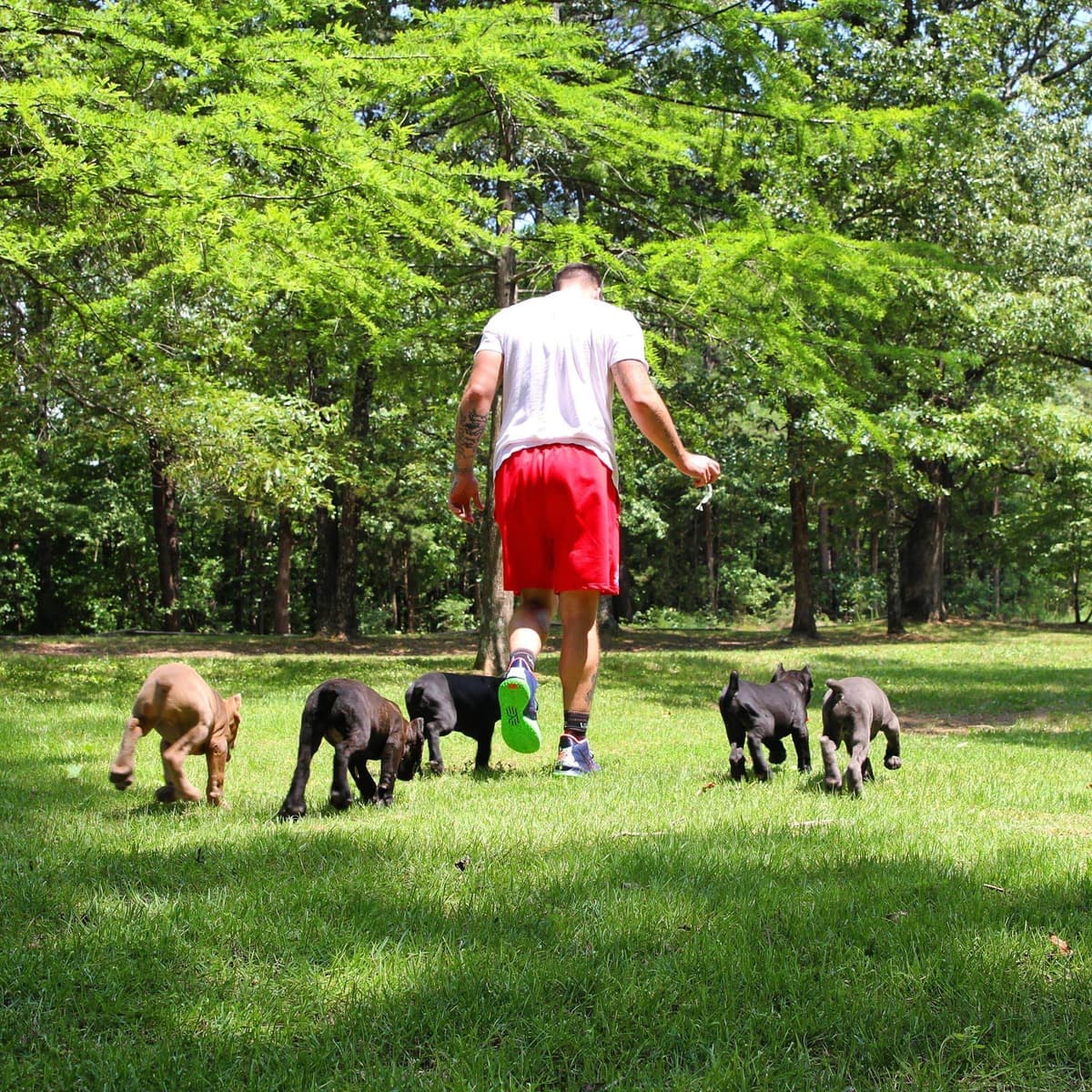 Cane Corso Puppies breeder image 49