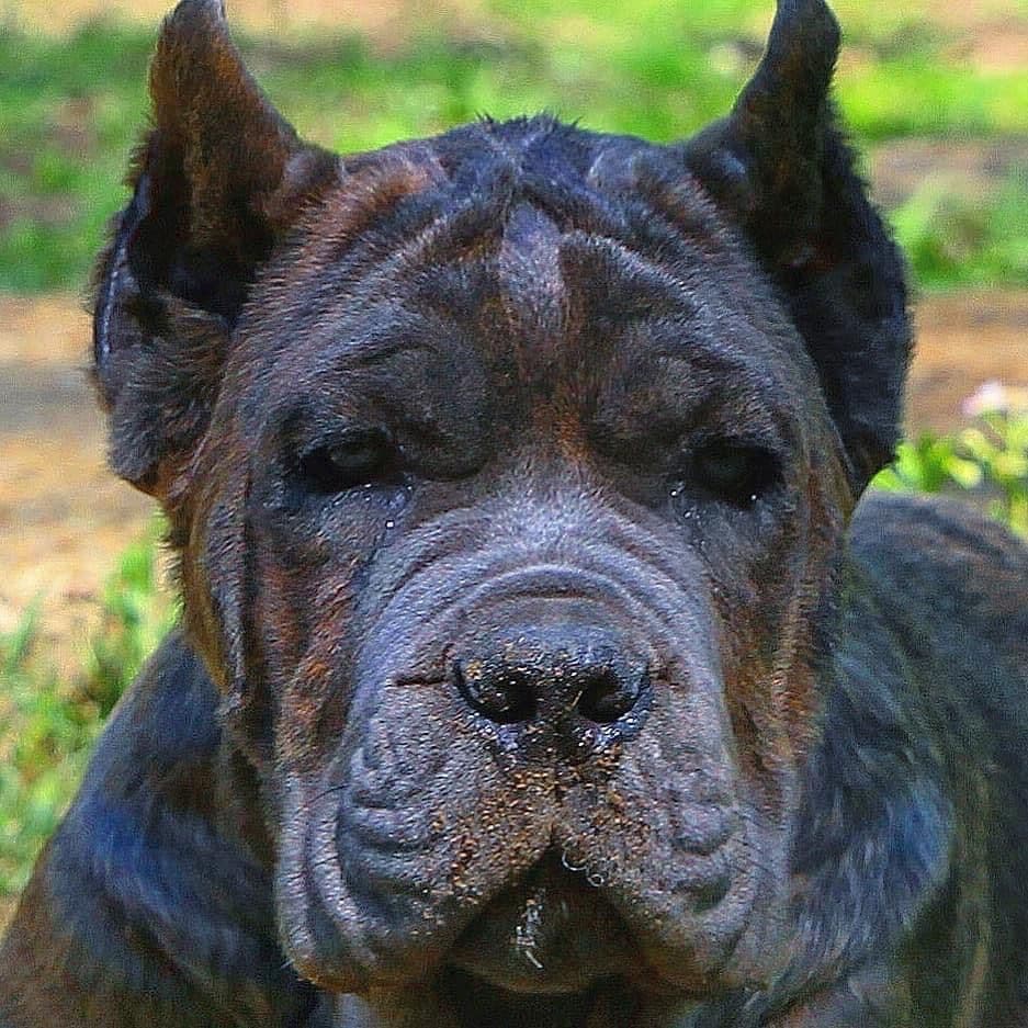 Cane Corso Puppies breeder image 50