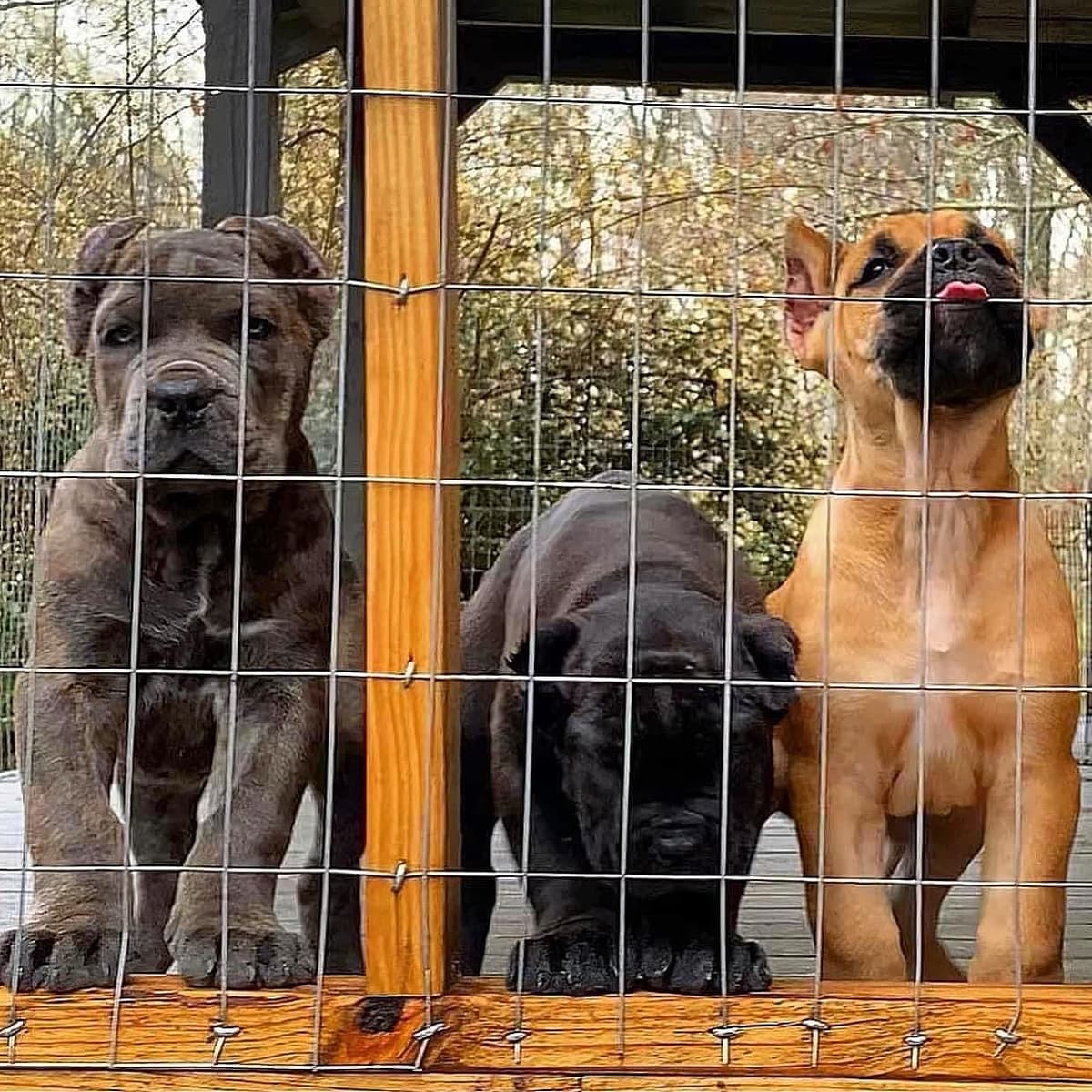 Cane Corso Puppies breeder image 51