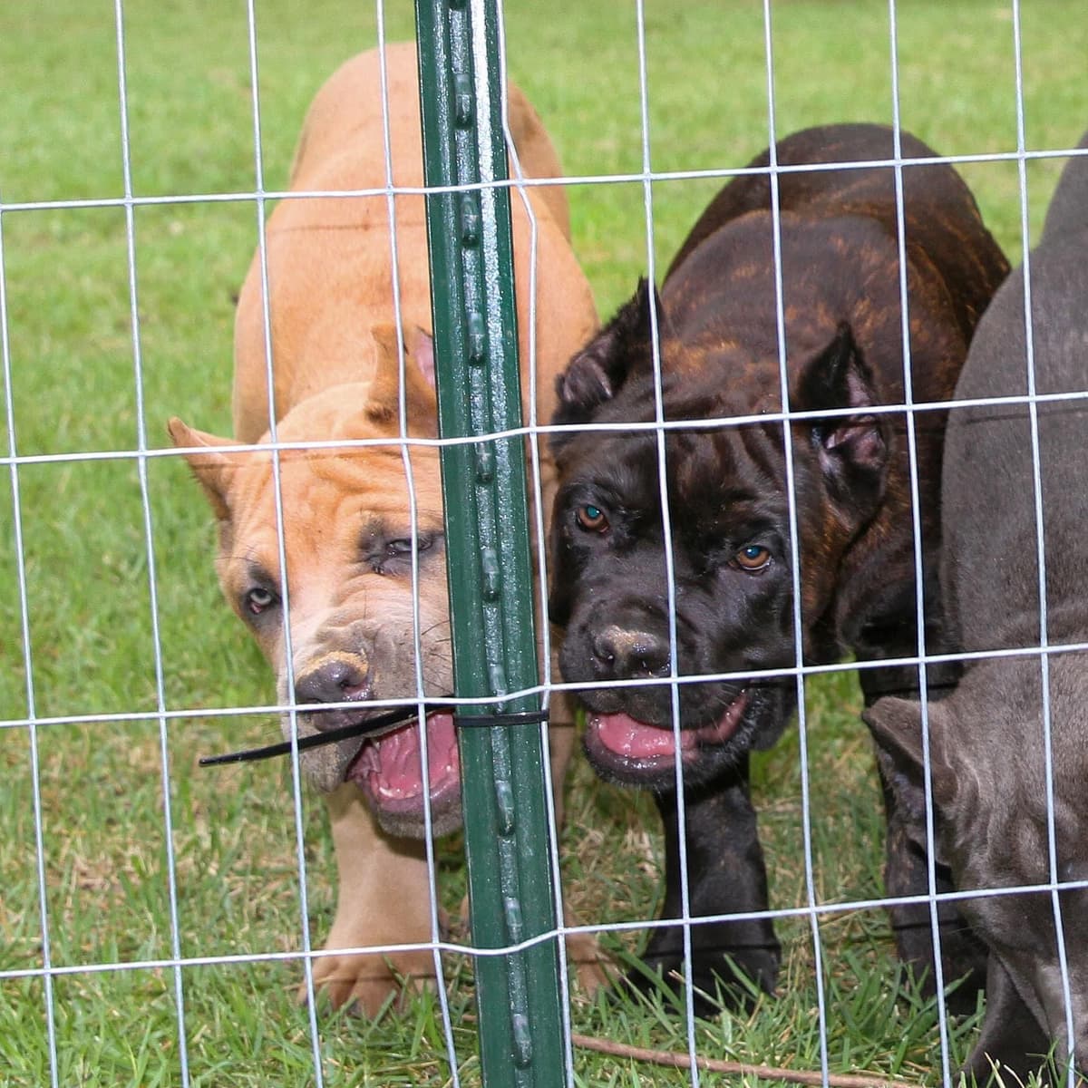 Cane Corso Puppies breeder image 52