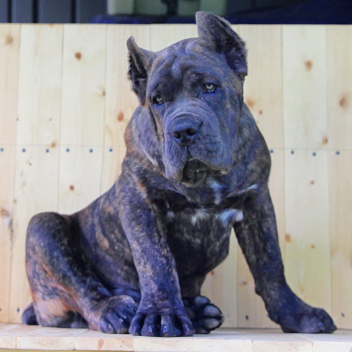 Cane Corso Puppies breeder image 53