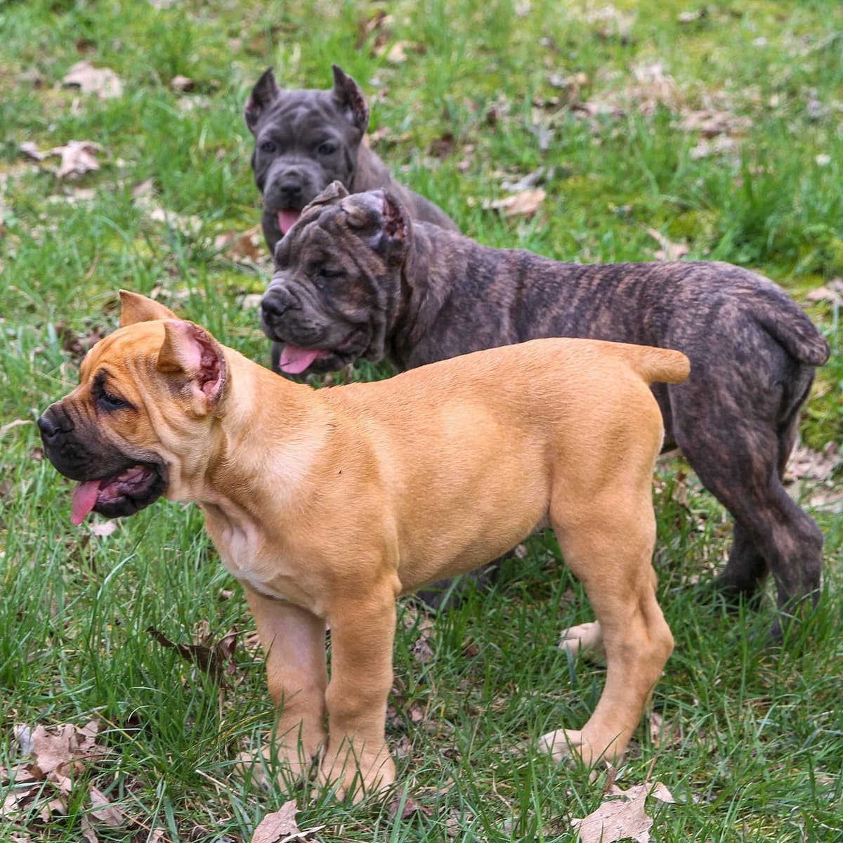 Cane Corso Puppies breeder image 54