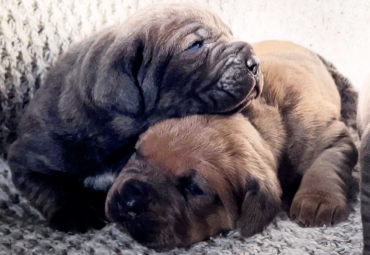 Cane Corso Puppies breeder image 55